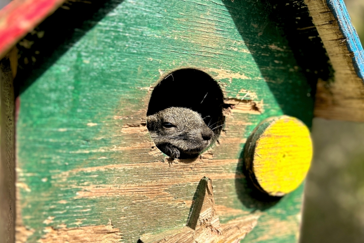 按照自己的節奏生活的樣子很可愛的臺灣松鼠