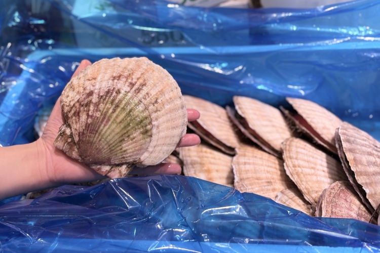 手掌般大的扇貝