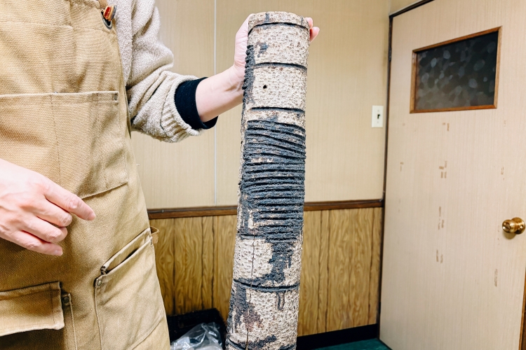 京都福知山產的漆樹