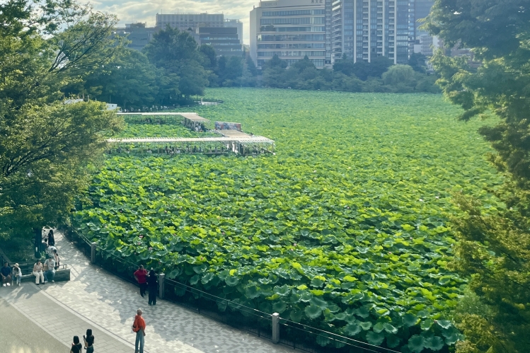 從3樓可以一覽無遺的「不忍池」。每個季節都有不同的景觀 (照片是夏季的樣子)